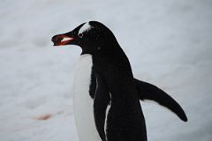04B A Gentoo Penguin Carries A Small Stone In Its Beak To Make A Nest In The Rocks At Neko Harbour On Quark Expeditions Antarctica Cruise